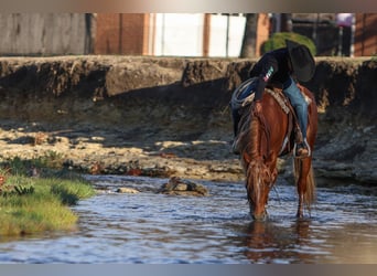 Plus de poneys/petits chevaux, Hongre, 5 Ans, 137 cm, Alezan cuivré