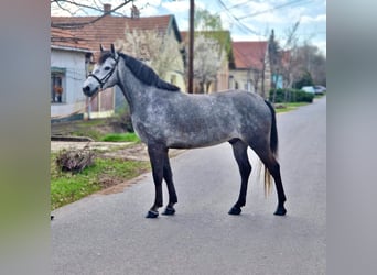 Plus de poneys/petits chevaux, Hongre, 5 Ans, 143 cm, Gris pommelé