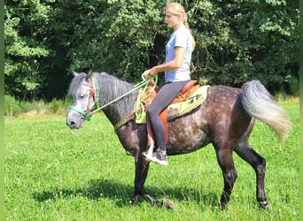Plus de poneys/petits chevaux, Hongre, 5 Ans, 144 cm, Gris pommelé