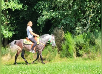 Plus de poneys/petits chevaux, Hongre, 5 Ans, 144 cm, Gris pommelé