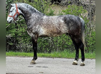 Plus de poneys/petits chevaux, Hongre, 5 Ans, 145 cm, Gris pommelé