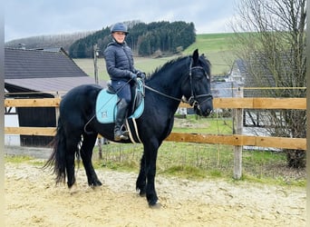 Plus de poneys/petits chevaux Croisé, Hongre, 5 Ans, 154 cm, Noir