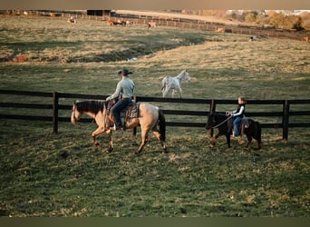 Plus de poneys/petits chevaux, Hongre, 5 Ans, 89 cm, Bai cerise