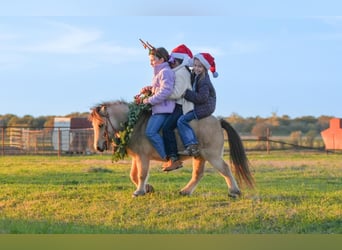 Plus de poneys/petits chevaux, Hongre, 5 Ans, 95 cm, Buckskin