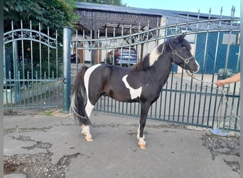 Plus de poneys/petits chevaux, Hongre, 6 Ans, 125 cm