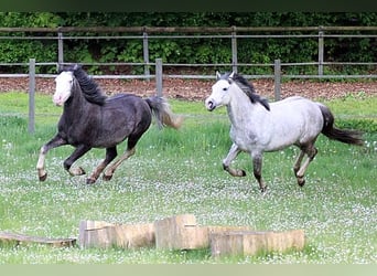 Plus de poneys/petits chevaux Croisé, Hongre, 6 Ans, 142 cm, Gris pommelé
