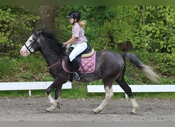 Plus de poneys/petits chevaux Croisé, Hongre, 6 Ans, 142 cm, Gris pommelé