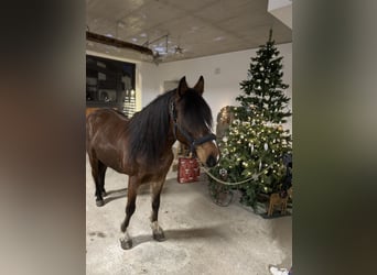 Plus de poneys/petits chevaux Croisé, Hongre, 6 Ans, 145 cm, Bai