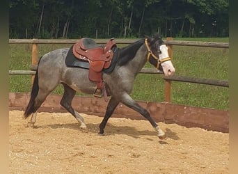 Plus de poneys/petits chevaux Croisé, Hongre, 6 Ans, 152 cm, Rouan Bleu