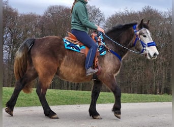 Plus de poneys/petits chevaux Croisé, Hongre, 6 Ans, 154 cm, Gris (bai-dun)