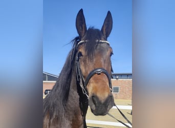 Plus de poneys/petits chevaux, Hongre, 6 Ans, 159 cm, Bai brun