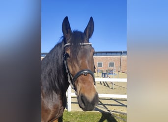 Plus de poneys/petits chevaux, Hongre, 6 Ans, 159 cm, Bai brun