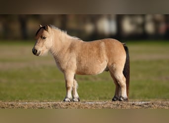 Plus de poneys/petits chevaux, Hongre, 6 Ans, 95 cm, Buckskin