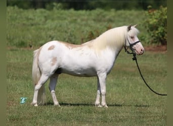 Plus de poneys/petits chevaux, Hongre, 6 Ans, 97 cm, Isabelle