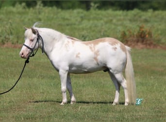 Plus de poneys/petits chevaux, Hongre, 6 Ans, 97 cm, Isabelle
