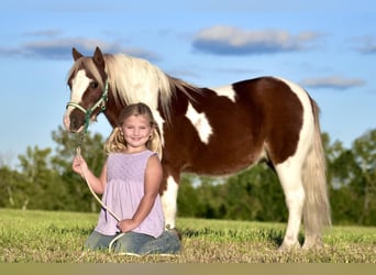 Plus de poneys/petits chevaux, Hongre, 7 Ans, 102 cm