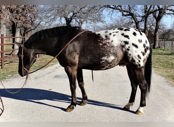 Plus de poneys/petits chevaux, Hongre, 7 Ans, 140 cm, Noir