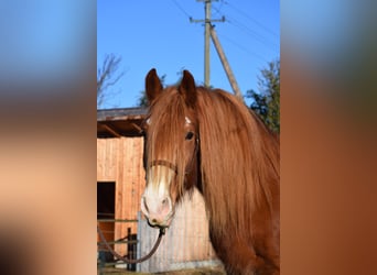 Plus de poneys/petits chevaux Croisé, Hongre, 7 Ans, 150 cm, Alezan