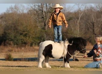 Plus de poneys/petits chevaux, Hongre, 7 Ans, 86 cm