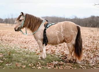 Plus de poneys/petits chevaux, Hongre, 7 Ans, 89 cm, Buckskin