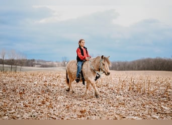 Plus de poneys/petits chevaux, Hongre, 7 Ans, 89 cm, Buckskin