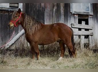 Plus de poneys/petits chevaux, Hongre, 7 Ans, 97 cm, Alezan cuivré