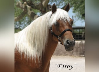 Plus de poneys/petits chevaux, Hongre, 7 Ans, Alezan brûlé