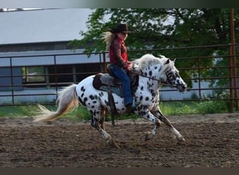 Plus de poneys/petits chevaux, Hongre, 8 Ans, 127 cm, Blanc