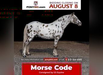 Plus de poneys/petits chevaux, Hongre, 8 Ans, 127 cm, Blanc