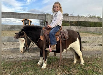 Plus de poneys/petits chevaux, Hongre, 8 Ans, 86 cm, Pinto