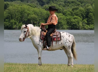 Plus de poneys/petits chevaux, Hongre, 9 Ans, 112 cm, Blanc