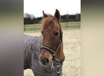 Plus de poneys/petits chevaux Croisé, Hongre, 9 Ans, 130 cm, Alezan