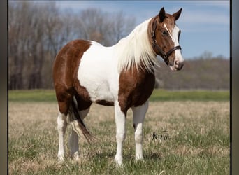 Plus de poneys/petits chevaux, Hongre, 9 Ans, 137 cm