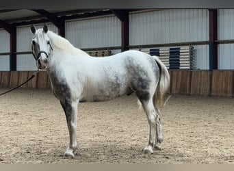 Plus de poneys/petits chevaux, Hongre, 9 Ans, 151 cm, Gris