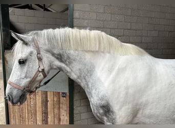 Plus de poneys/petits chevaux, Hongre, 9 Ans, 151 cm, Gris