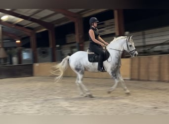 Plus de poneys/petits chevaux, Hongre, 9 Ans, 151 cm, Gris