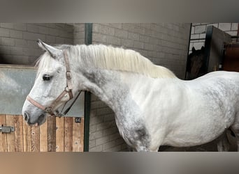 Plus de poneys/petits chevaux, Hongre, 9 Ans, 151 cm, Gris