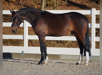 Plus de poneys/petits chevaux, Hongre, 9 Ans, 153 cm, Bai brun