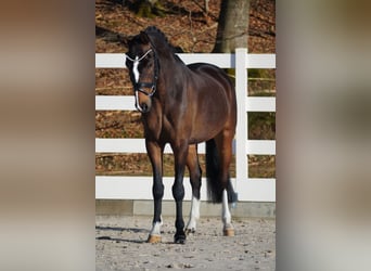 Plus de poneys/petits chevaux, Hongre, 9 Ans, 153 cm, Bai brun