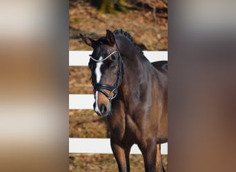 Plus de poneys/petits chevaux, Hongre, 9 Ans, 153 cm, Bai brun