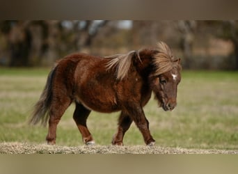 Plus de poneys/petits chevaux, Hongre, 9 Ans, 79 cm, Alezan brûlé