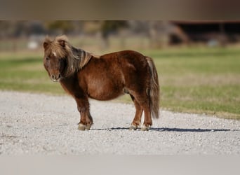 Plus de poneys/petits chevaux, Hongre, 9 Ans, 79 cm, Alezan brûlé