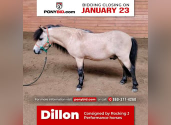 Plus de poneys/petits chevaux, Hongre, 9 Ans, 81 cm, Buckskin