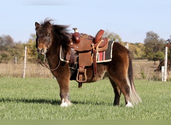 Plus de poneys/petits chevaux, Hongre, 9 Ans, 86 cm, Bai cerise