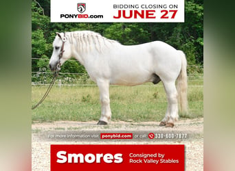 Plus de poneys/petits chevaux, Hongre, 9 Ans, Blanc