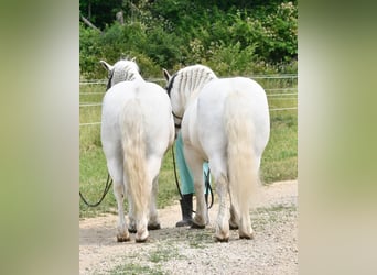Plus de poneys/petits chevaux, Hongre, 9 Ans, Blanc