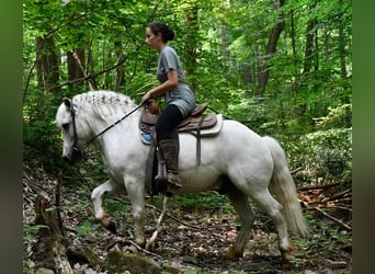 Plus de poneys/petits chevaux, Hongre, 9 Ans, Blanc