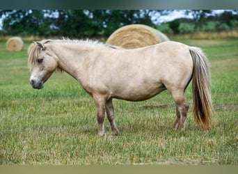 Plus de poneys/petits chevaux, Jument, 10 Ans, 86 cm, Buckskin