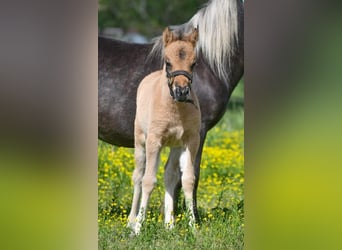 Plus de poneys/petits chevaux, Jument, 10 Ans, 91 cm, Isabelle