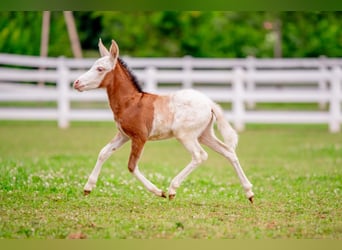 Plus de poneys/petits chevaux, Jument, 10 Ans, 97 cm, Pinto